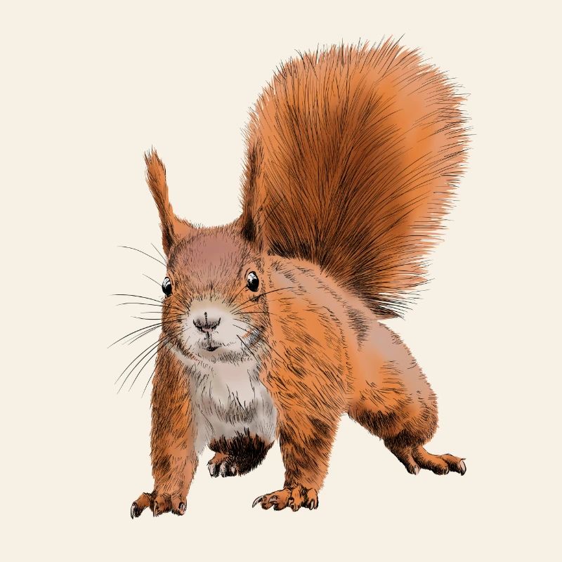 Fabelhafter Eichhörnchen Druck