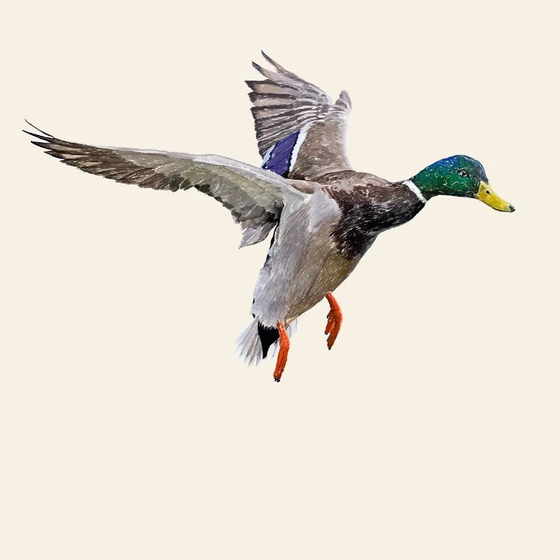 Duck