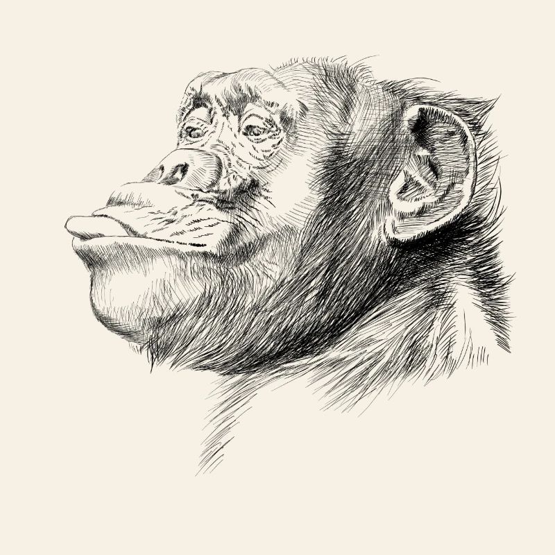 Monkey