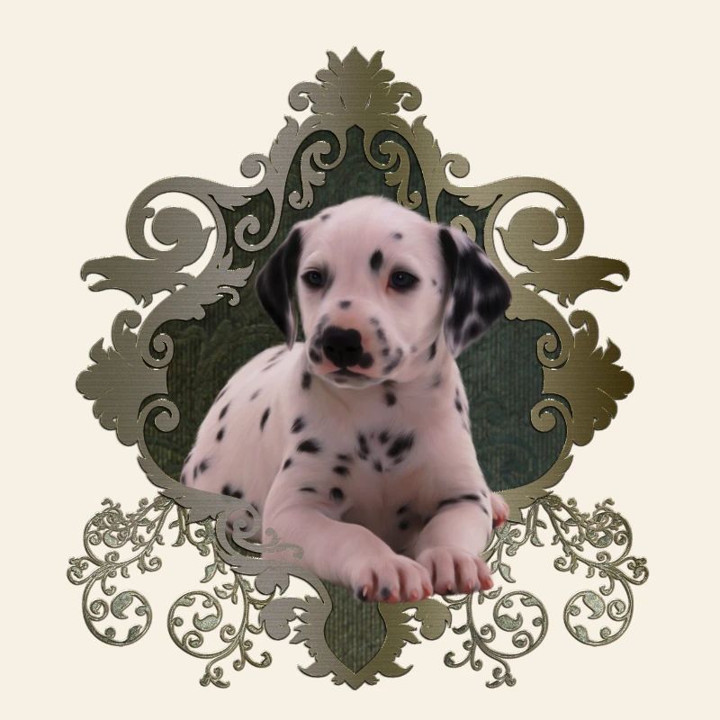 Cute Dalmatian