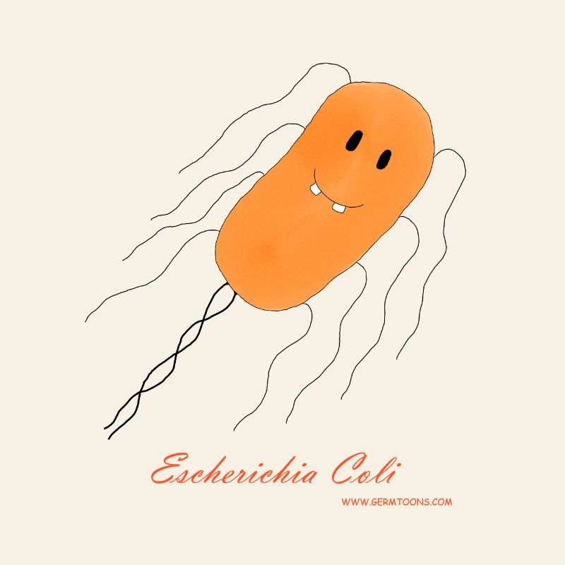 E. coli / Escherichia coli - bactérie
