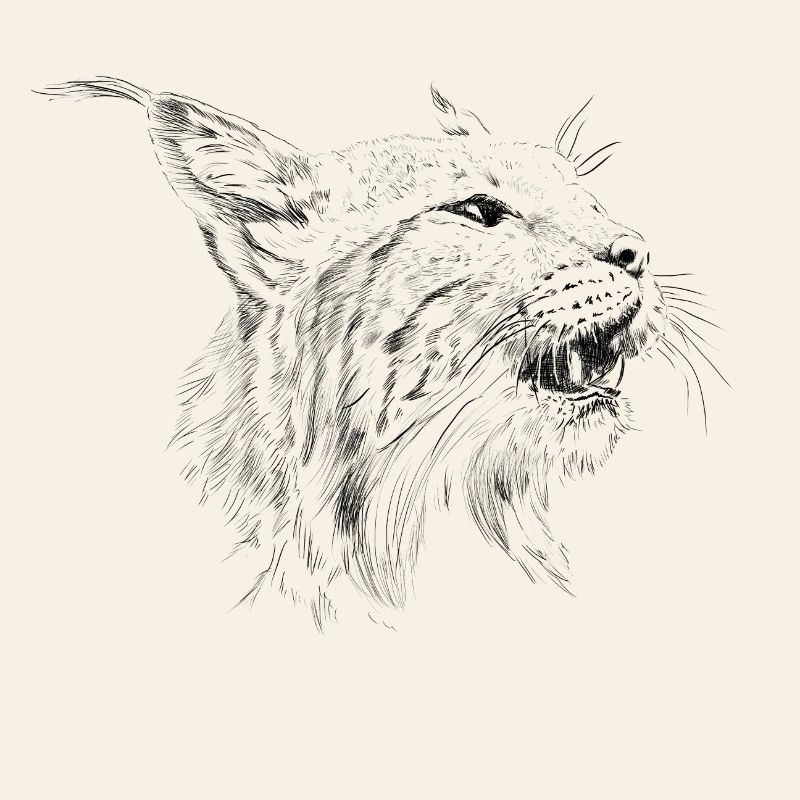 Luchs