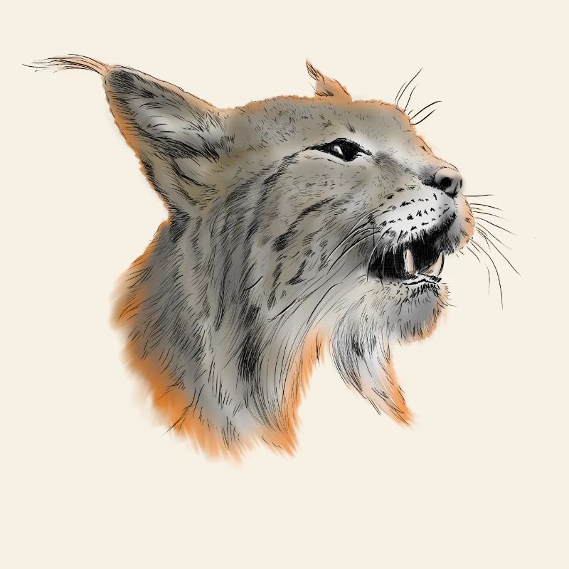 Luchs