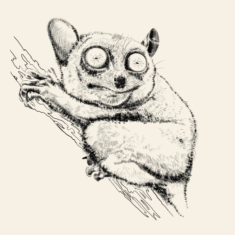 Tarsier