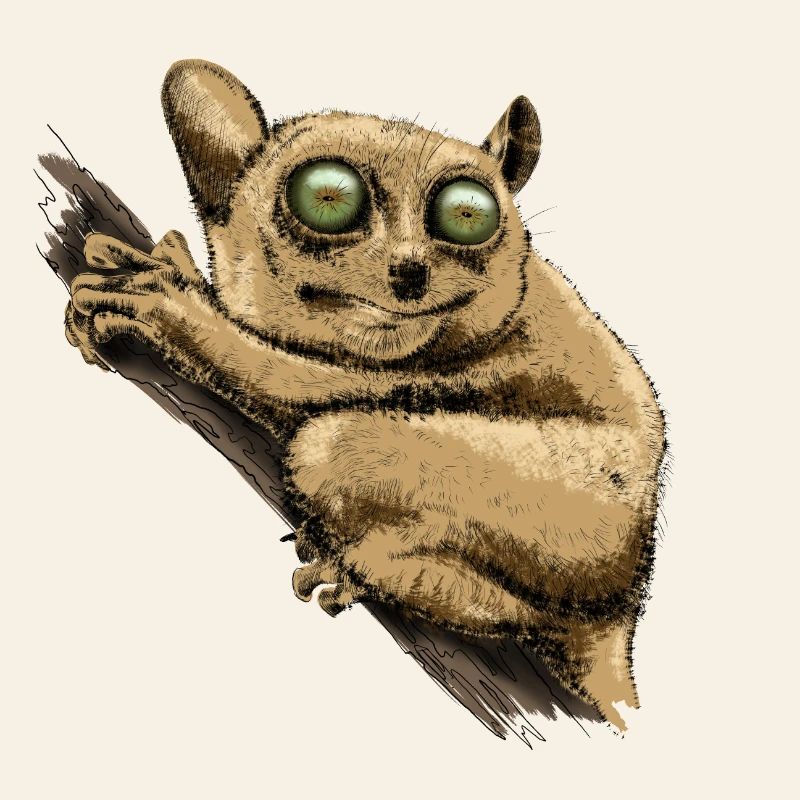 Tarsier