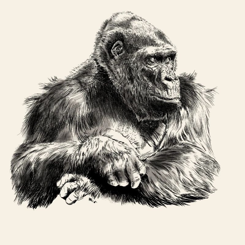 gorilla