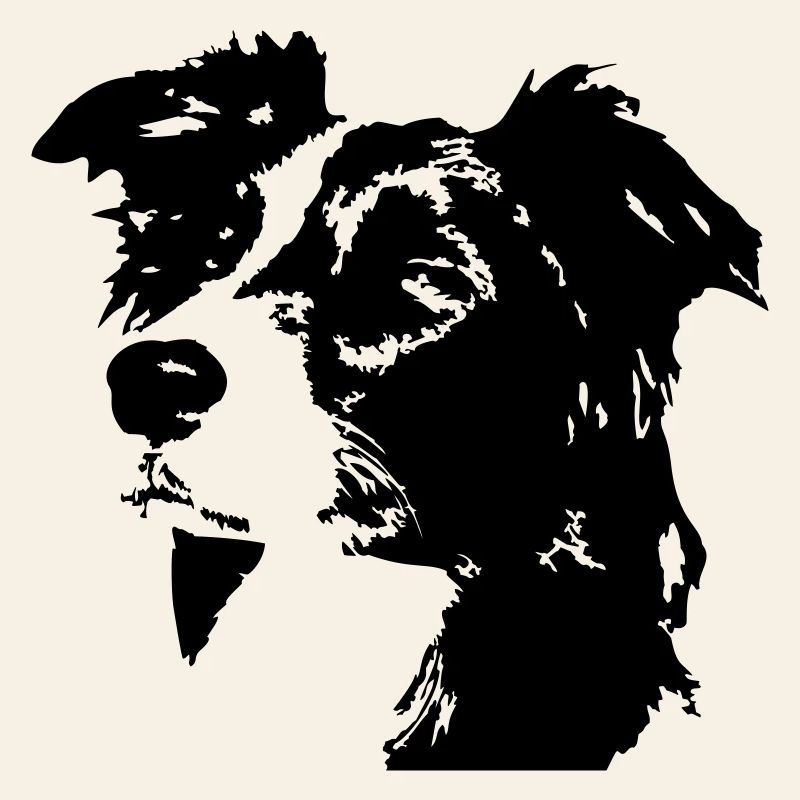 Border collie head