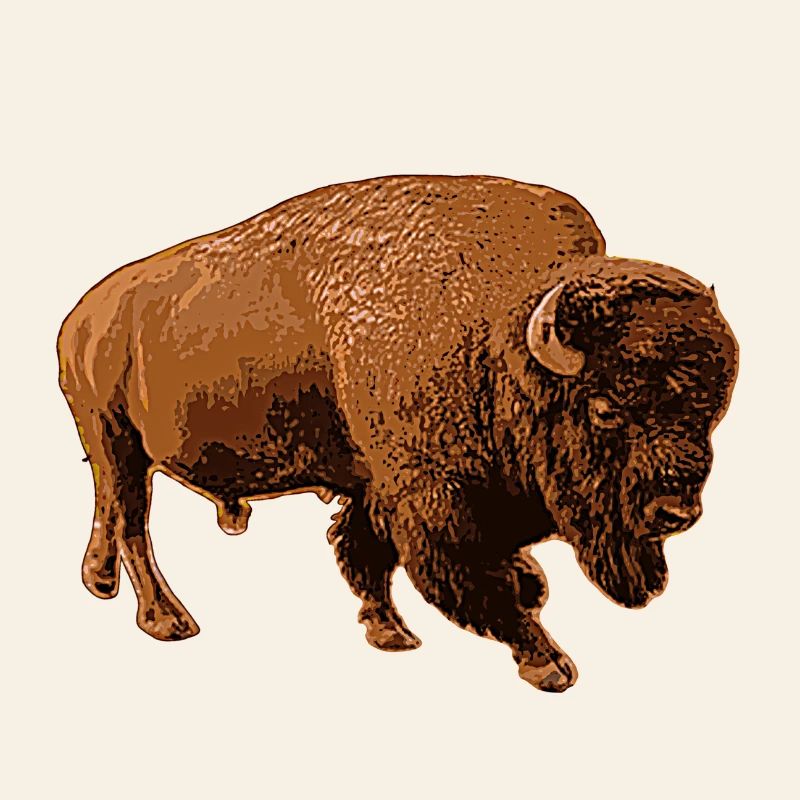 bison