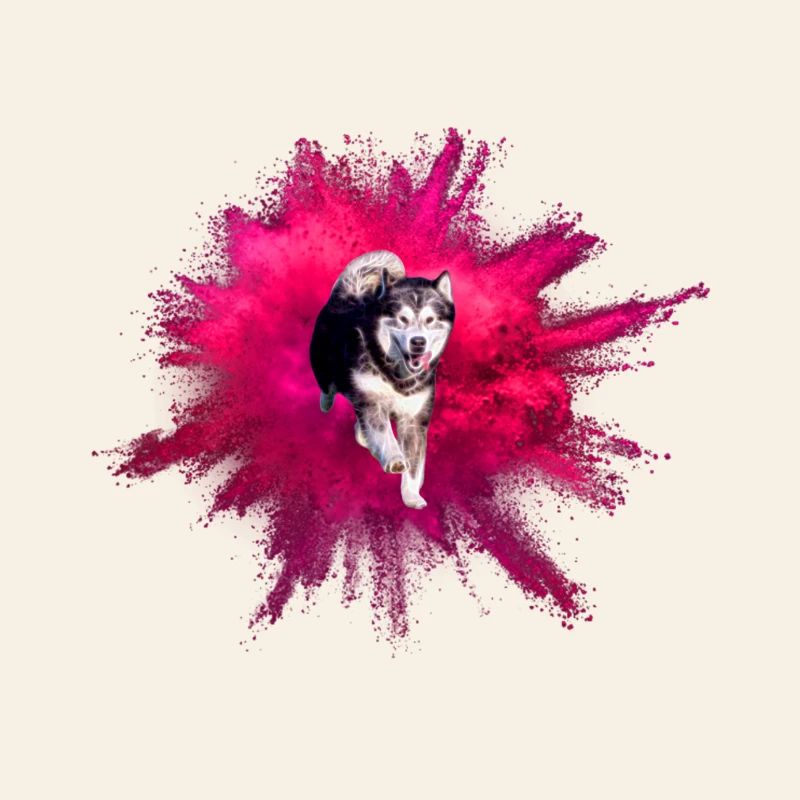 Malamute Uhlan