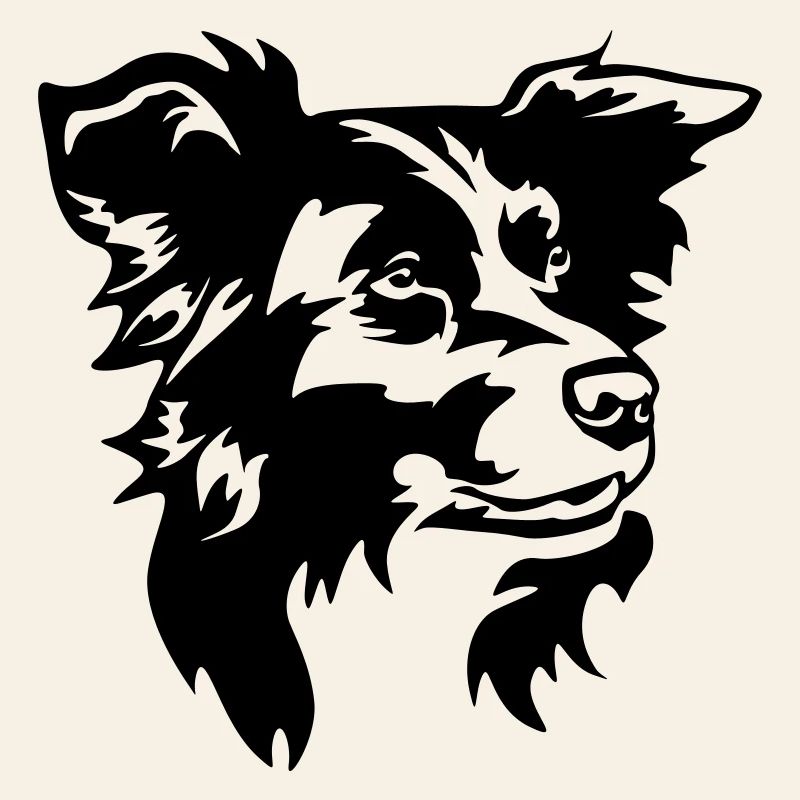 Border Collie Head
