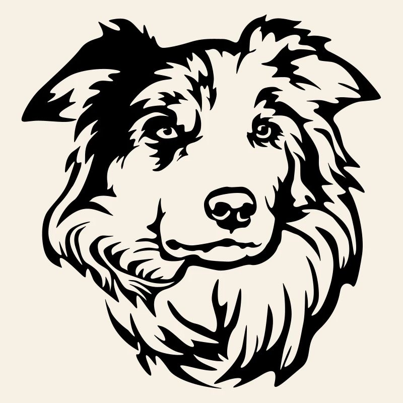 Border Collie Head