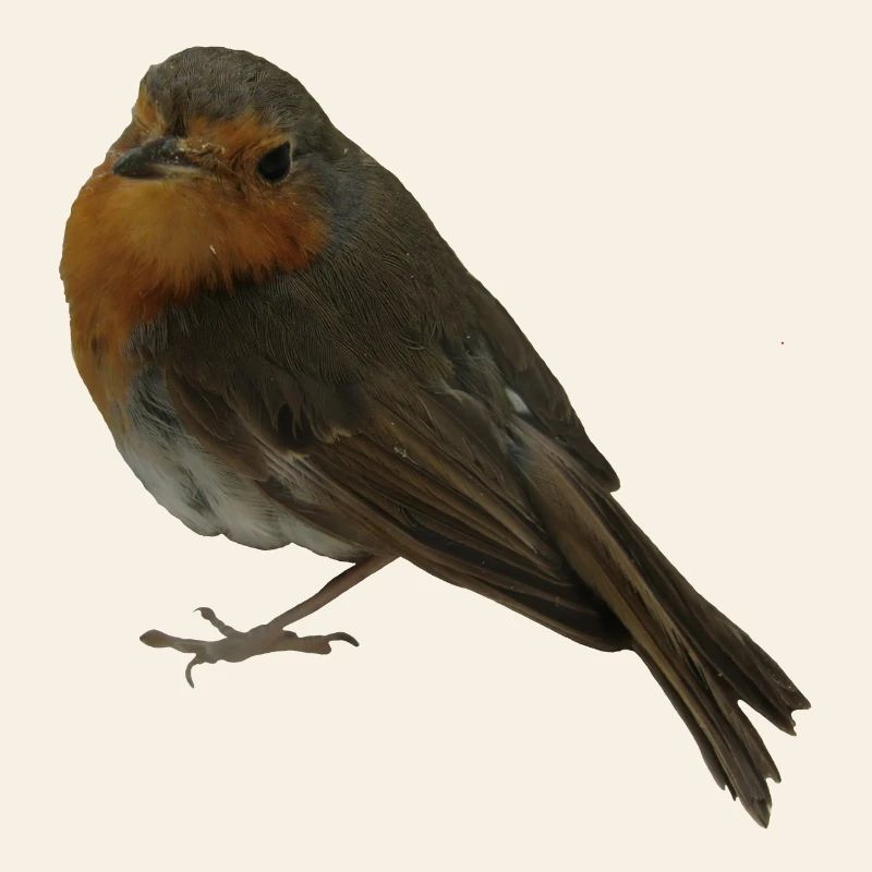 Rouge-gorge