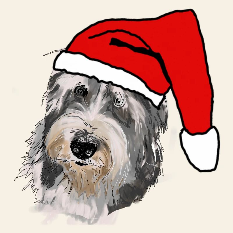 Bearded Collie
