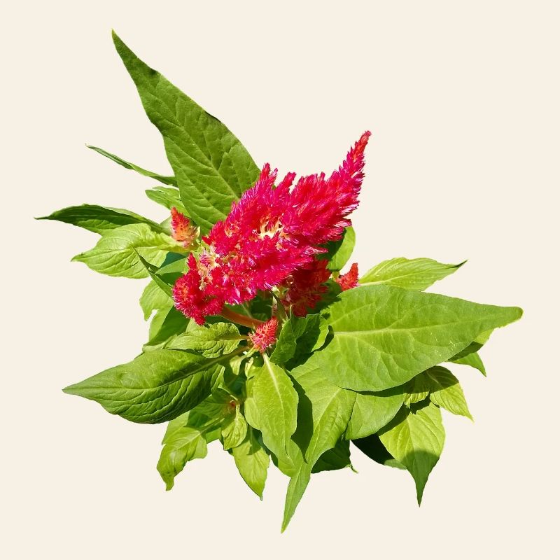 RED CELOSIA