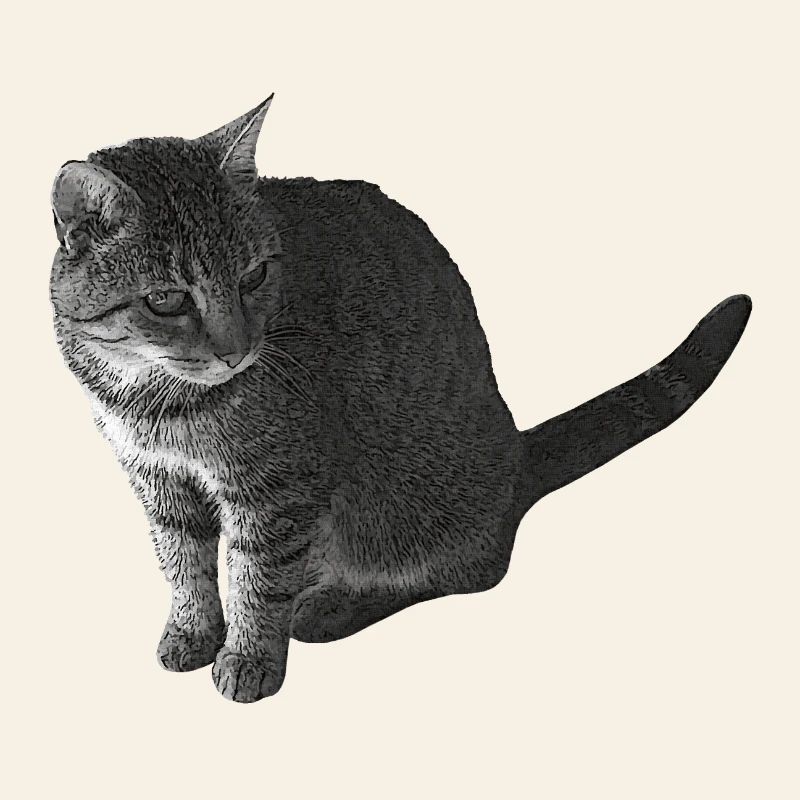 Katze sitzend, schwarz-weiß, tabby Motive