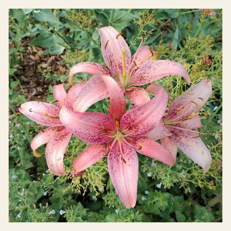 Fleurs de lys roses