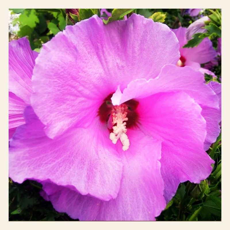 Mallow blossom