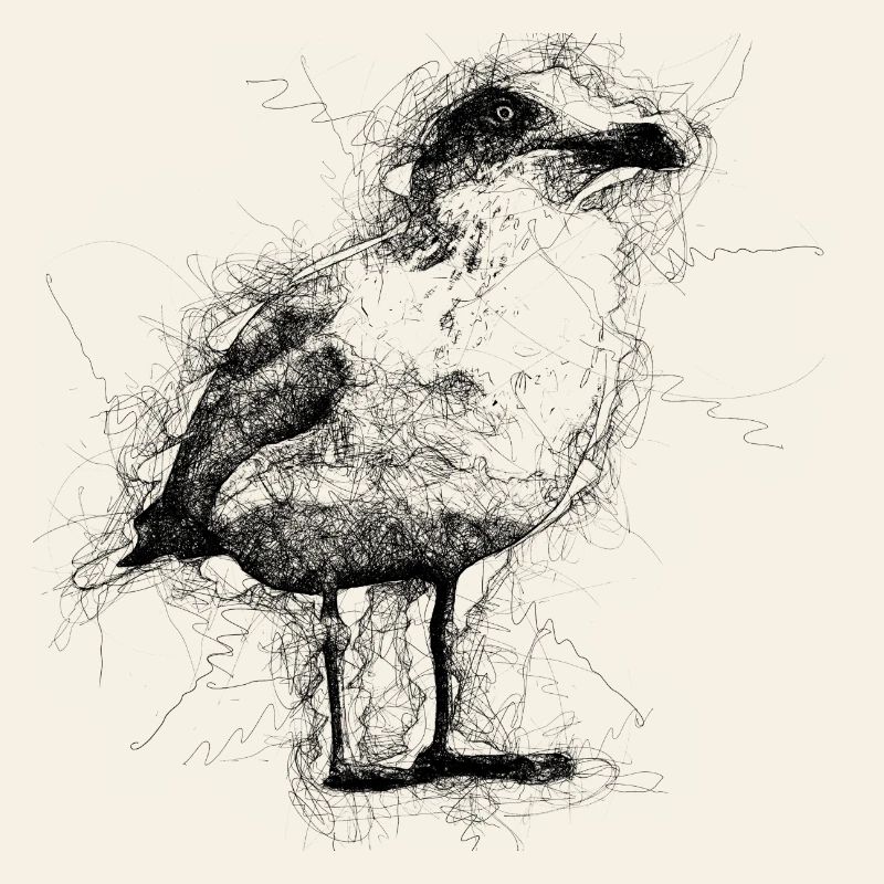 Gull