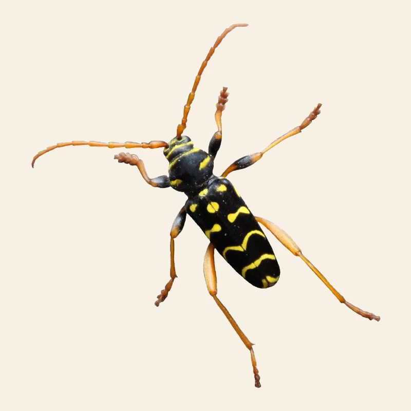 Cerf bélier en chêne