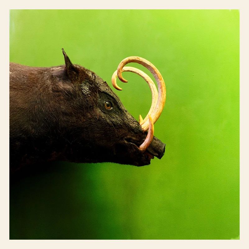 Sanglier
