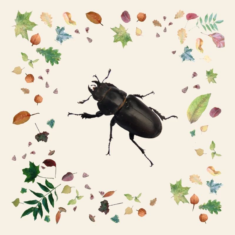 Hirschkäfer mit Herbstlaub