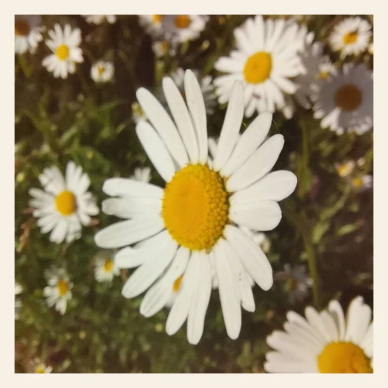 Gänseblümchen Sonnenlicht