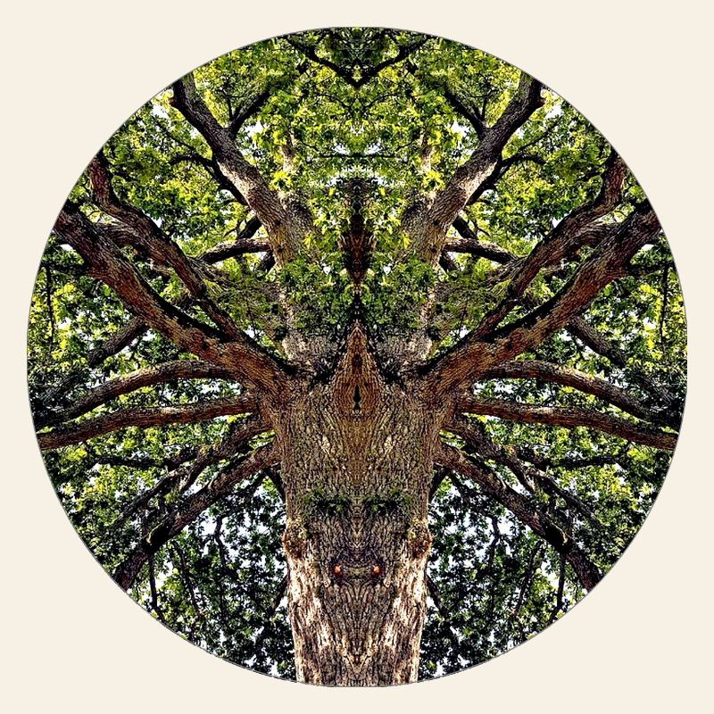 Créatures de la nature dans la cime des arbres