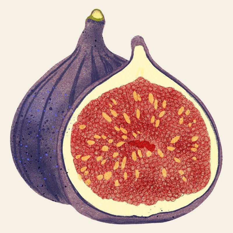 Opened Fig – Fruit Illustration