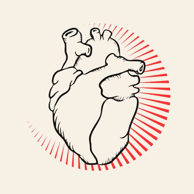 Anatomisches Herz mit rotem Strahlenkranz