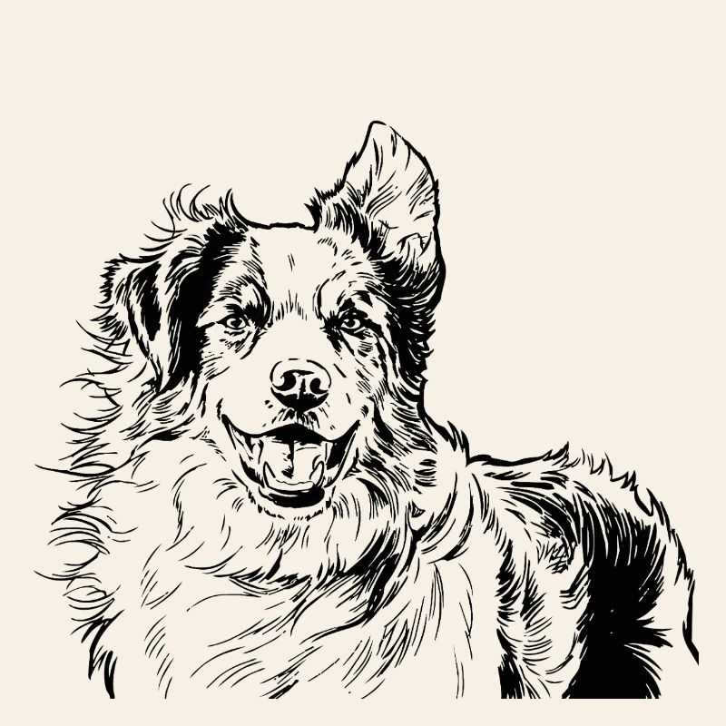 Australian Shepherd