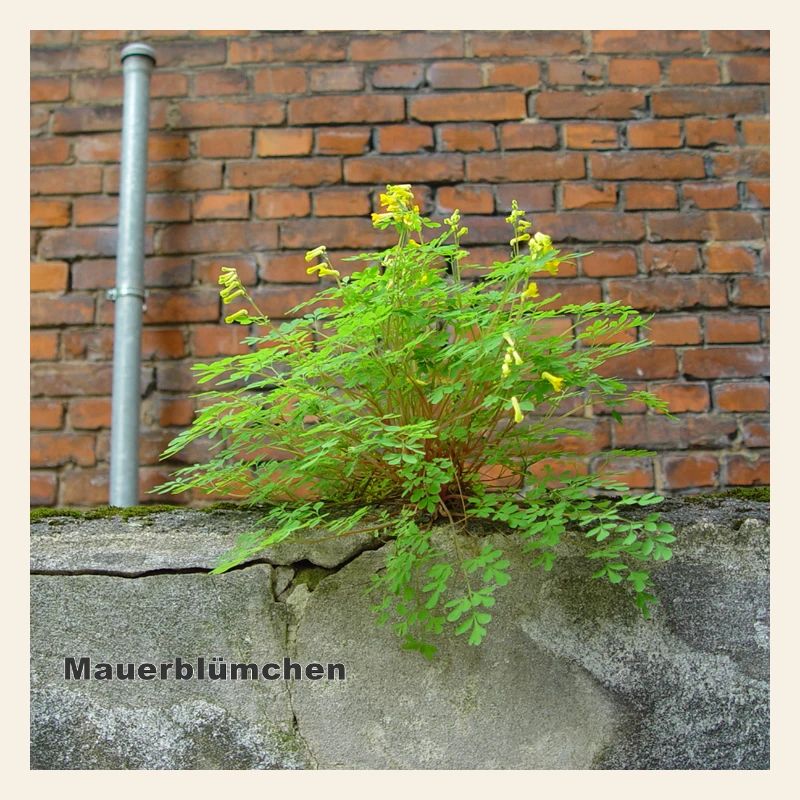 Mauerblümchen am Mauerwerk