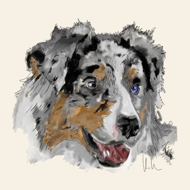 Australian Shepherd