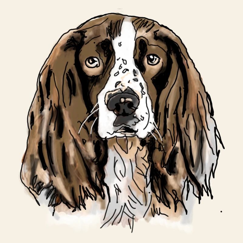 Spaniel
