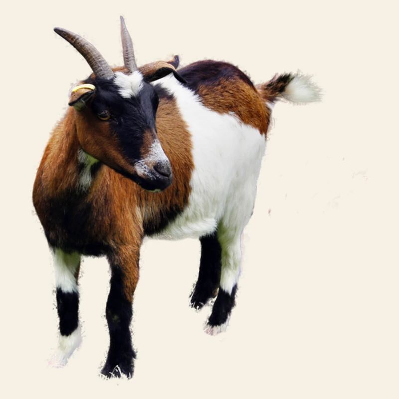 Chèvre