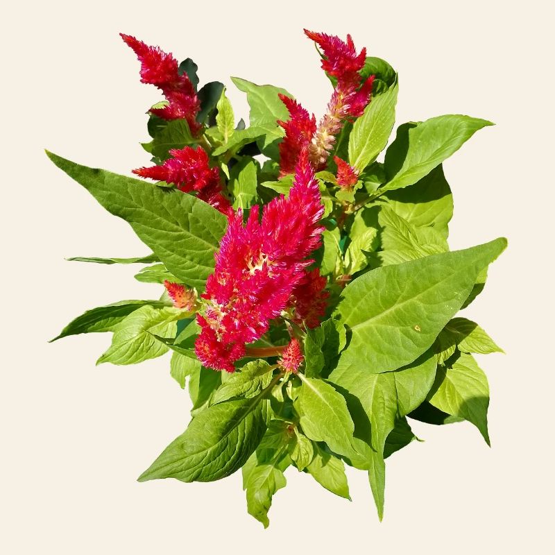 RED CELOSIA