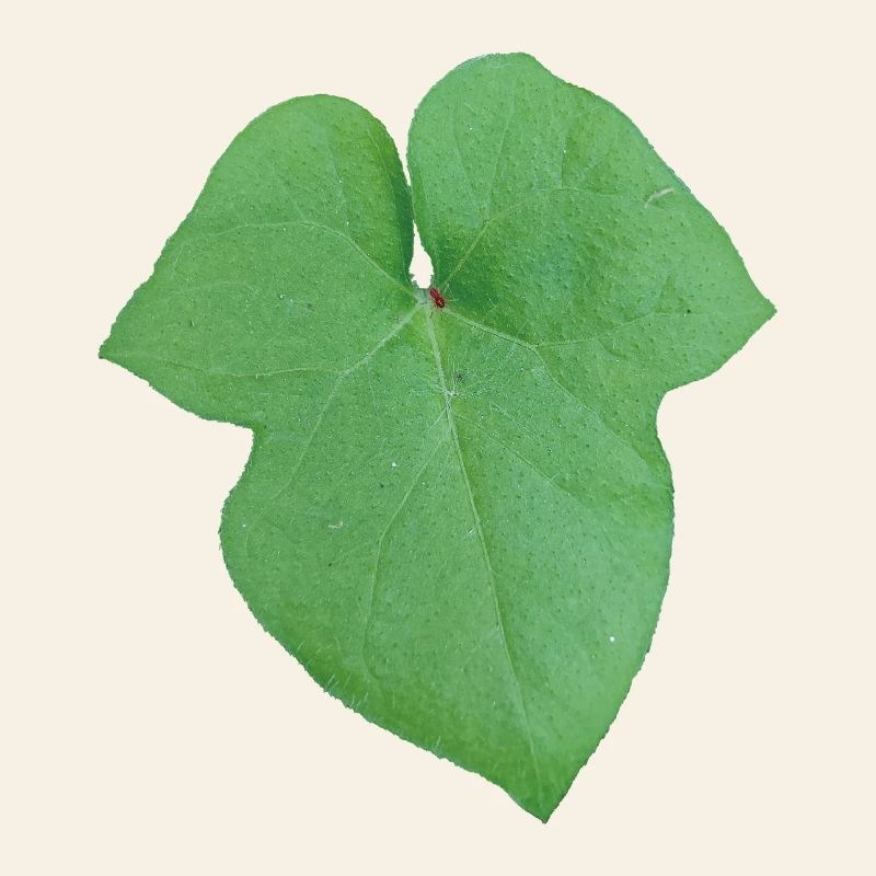 Green_Leaf_-_Tiny_Red_Spider