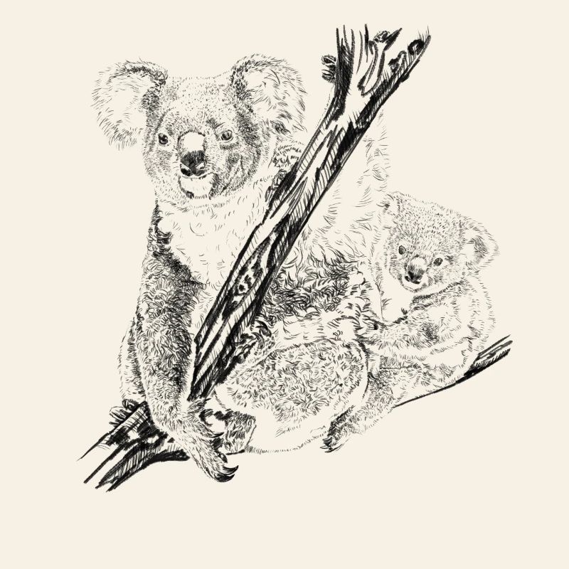 koala bear