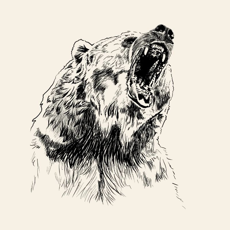 bear