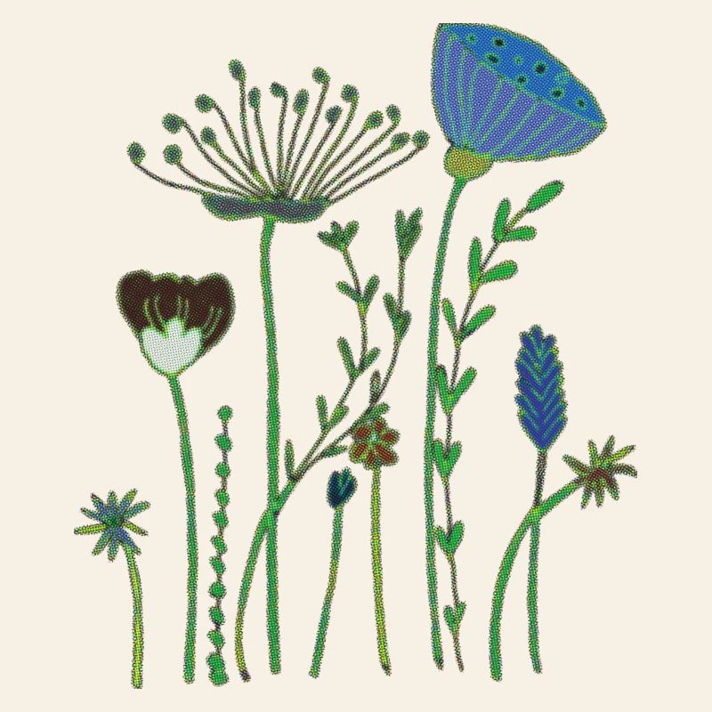 Fleurs séchées demi-tons