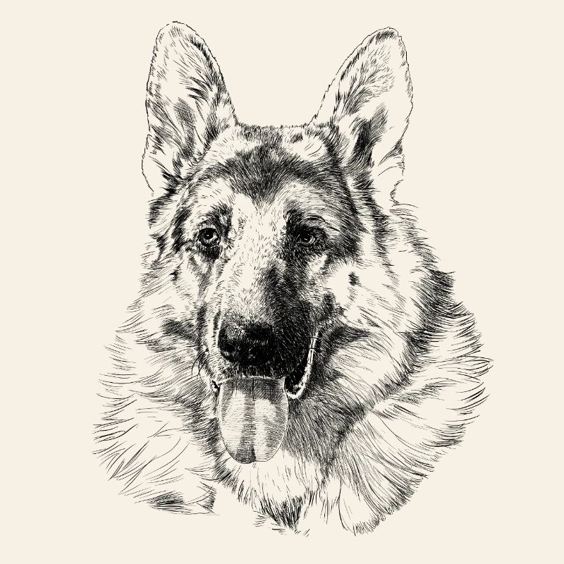 Schäferhund