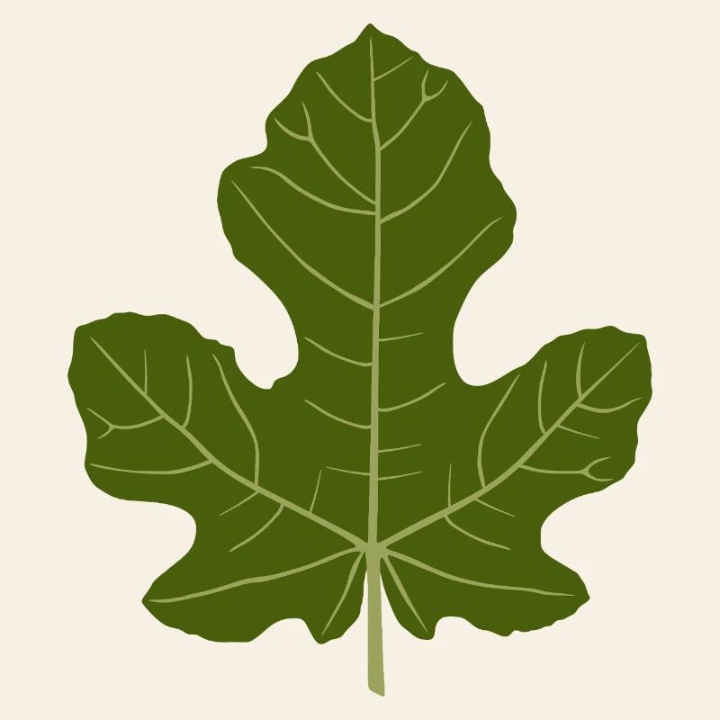 Figuier Vert Feuille Nature Design