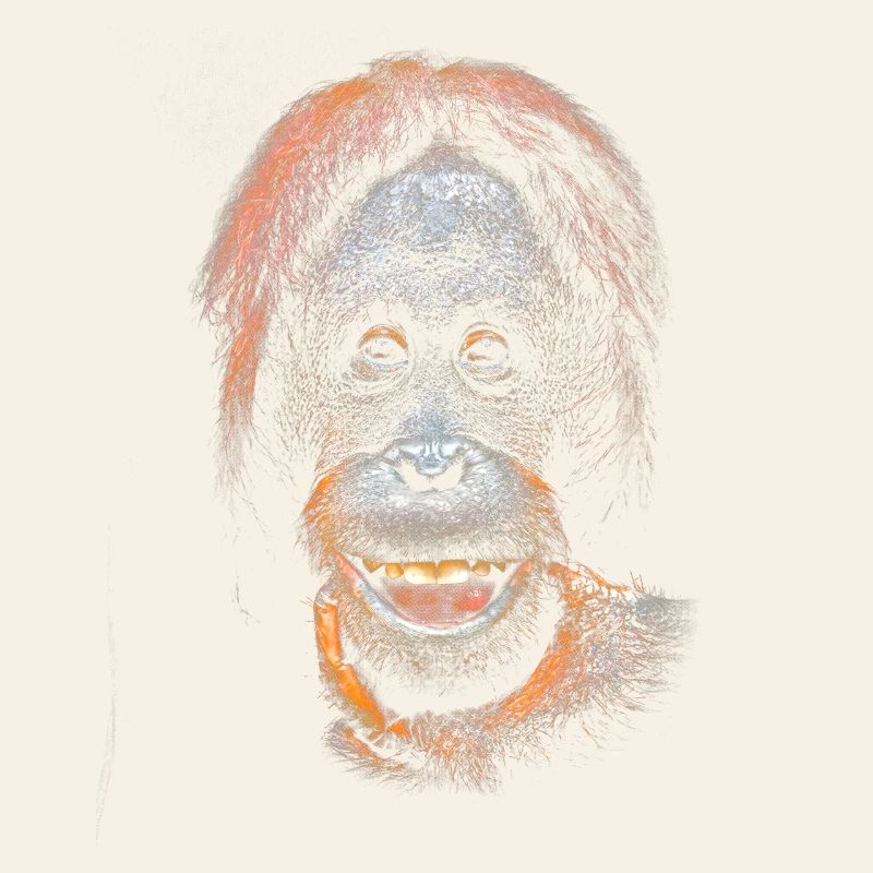 Funny meme with an orangutan