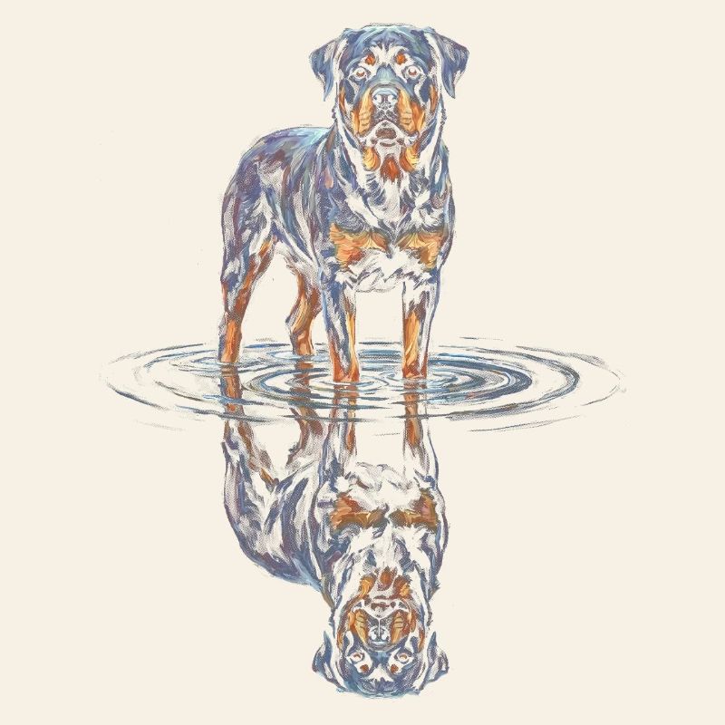 Rottweiler avec réflexion de l’eau