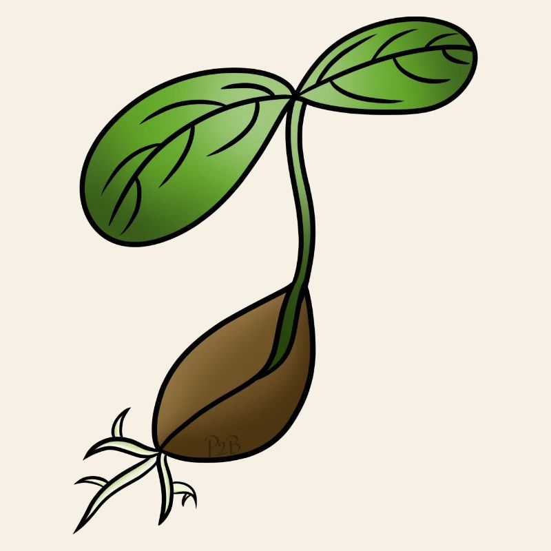 Gérmination ! Par Pousse2Bambou !
