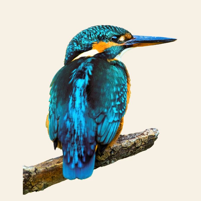 Martin-pêcheur Alcedo à ce