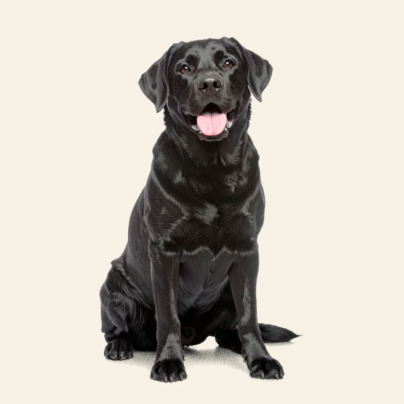 Black Labrador – Loyal, Lovable & Charming