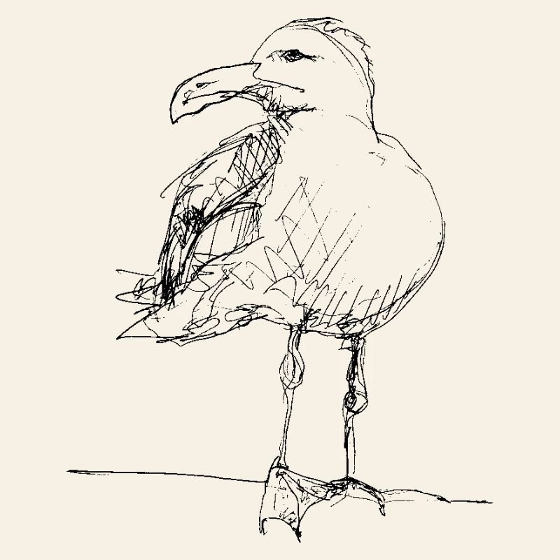 Möwe