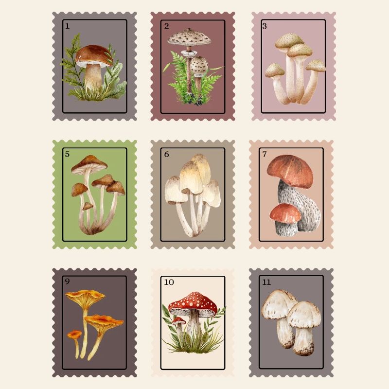 Conception des champignons