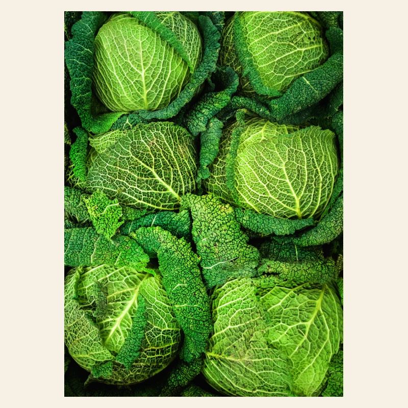 Cabbage Cabbage
