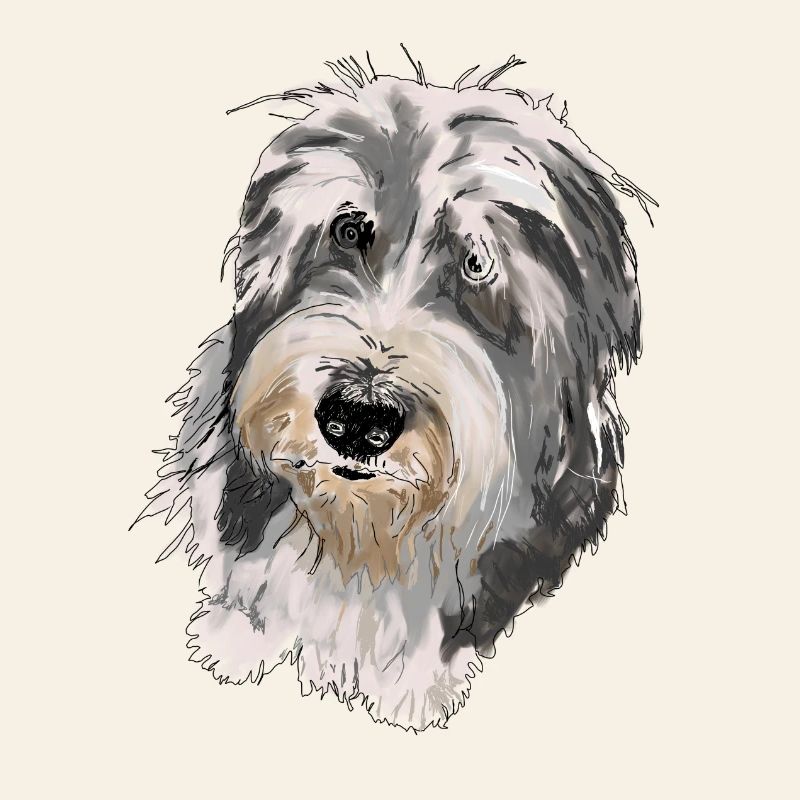 Collie barbu